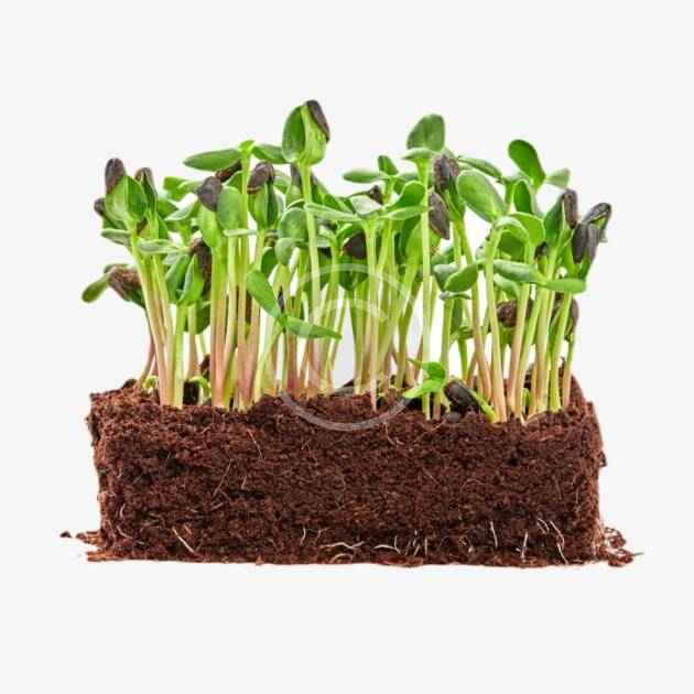 Grown bean seeds