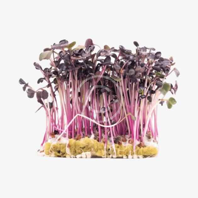 Purple radish sprouts